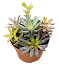 Succulent Combo